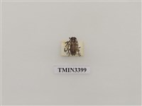 藏品(條銹天牛)的圖片